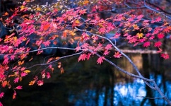 国产精品.XX视频.XXTV